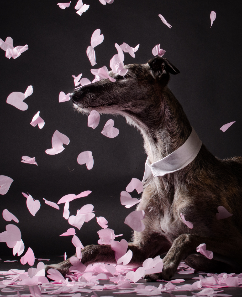 Hundefotografie, Tierfotograf, Studio, Hundefotograf, Hundebild, Wels, Linz, Salzburg