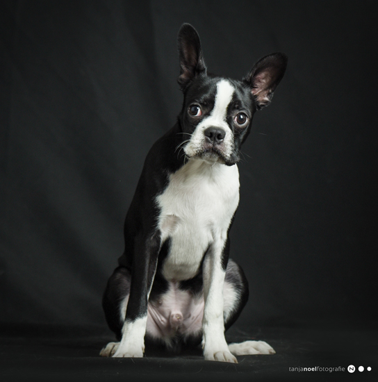 Hundefotografie, Tierfotograf, Studio, Hundefotograf, Hundebild, Wels, Linz, Salzburg