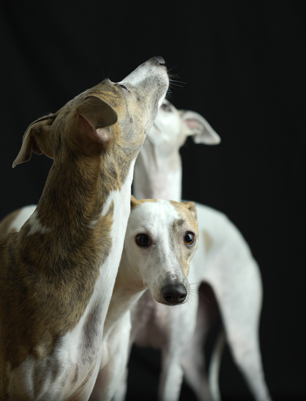 Hundefotografie, Tierfotograf, Studio, Hundefotograf, Hundebild, Wels, Linz, Salzburg