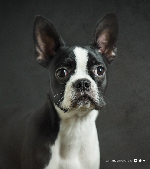 Hundefotografie, Tierfotograf, Studio, Hundefotograf, Hundebild, Wels, Linz, Salzburg