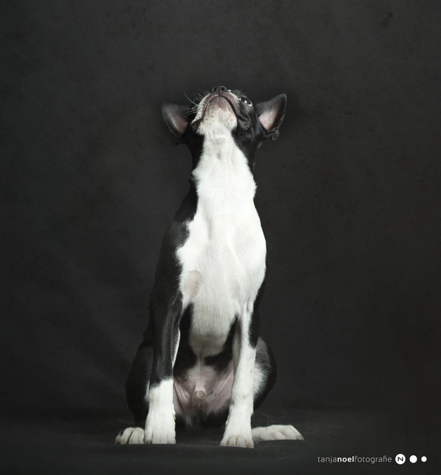 Hundefotografie, Tierfotograf, Studio, Hundefotograf, Hundebild, Wels, Linz, Salzburg