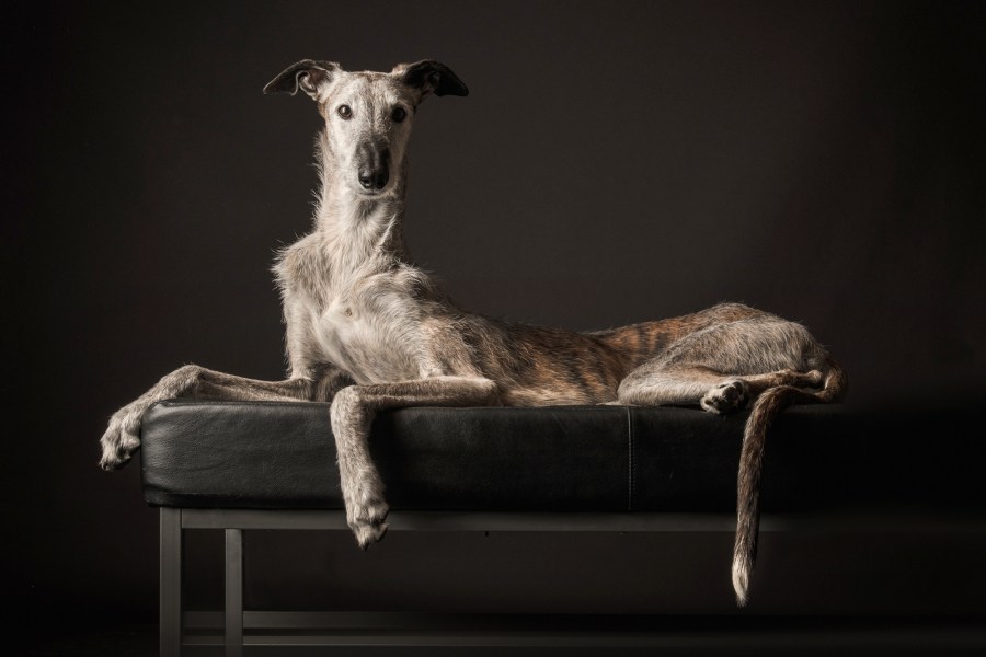 Hundeshooting,, Galgo, Windhund, PapillonOberösterreich, Tierfotograf, Hundefotografie, Hundefotograf, Studioshooting