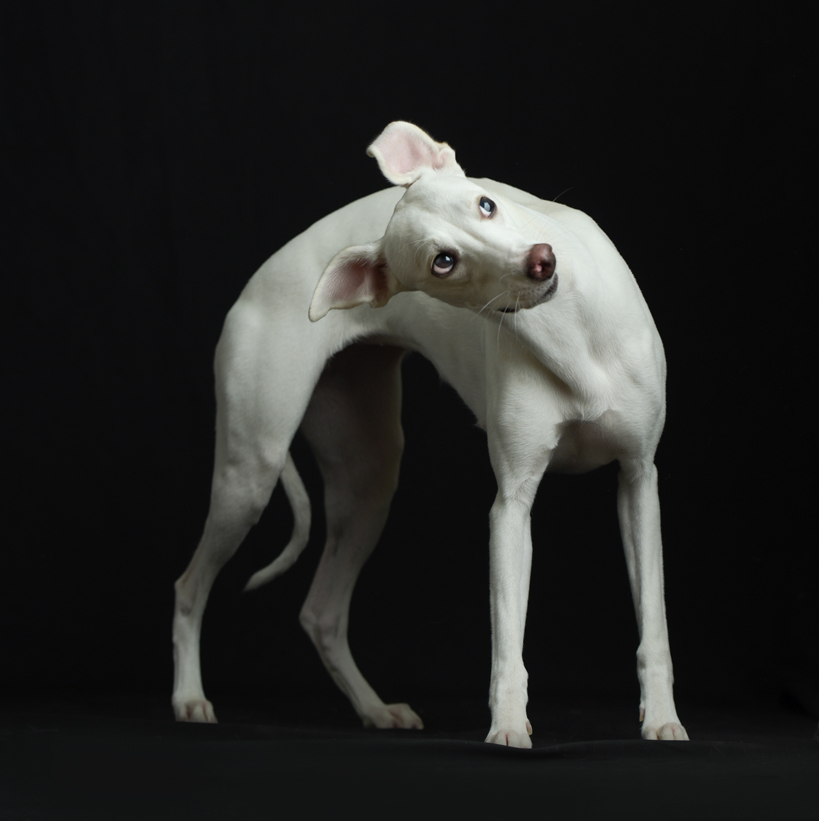 Hundefotografie, Tierfotograf, Studio, Hundefotograf, Hundebild, Wels, Linz, Salzburg