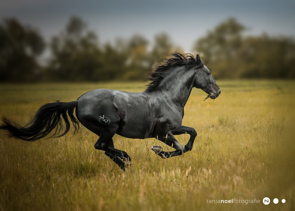 Pferdefotograf, Pferdefotografin, Oberösterreich, Salzburg, Blattgoldshooting, Pferd, Lusitano, Araber,