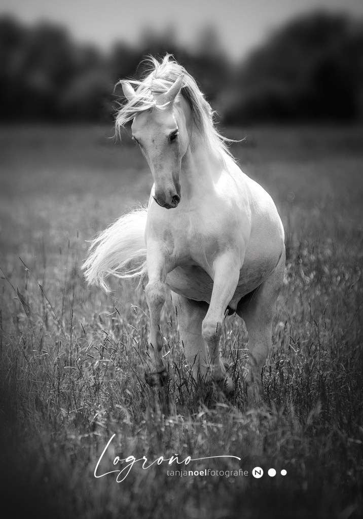 Pferdefotograf, Pferdefotografin, Oberösterreich, Salzburg, Blattgoldshooting, Pferd, Lusitano, Araber,