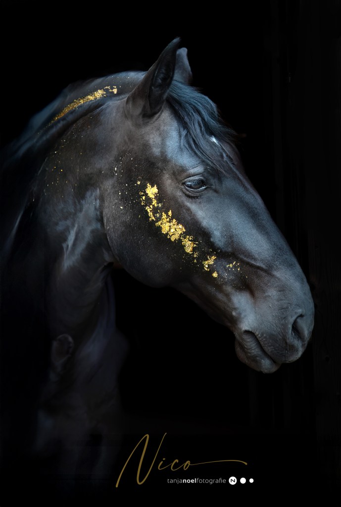 Pferdefotograf, Pferdefotografin, Oberösterreich, Salzburg, Blattgoldshooting, Pferd, Lusitano, Araber, Pferdeshooting