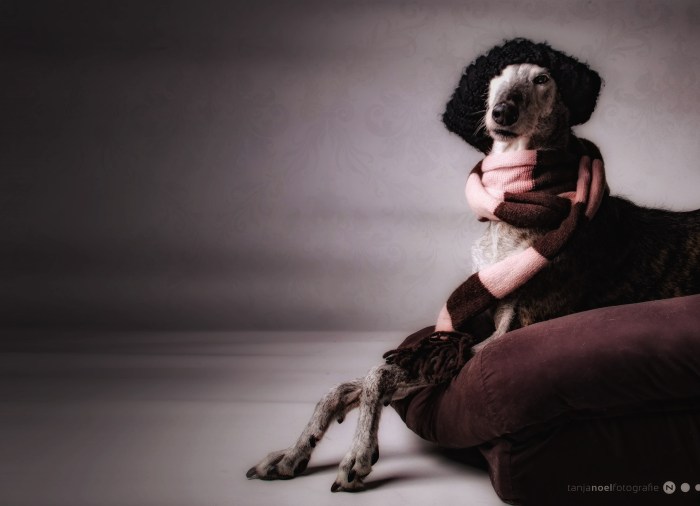 Hundefotografie, Tierfotograf, Studio, Hundefotograf, Hundebild, Wels, Linz, Salzburg