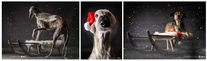 Hundefotografie, Tierfotograf, Studio, Hundefotograf, Hundebild, Wels, Linz, Salzburg