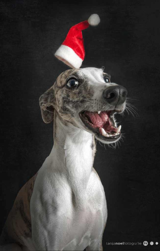 Hundefotografie, Weihnachts Hunde Shooting, Tierfotograf, Studio, Hundefotograf, Hundebild, Wels, Linz, Salzburg