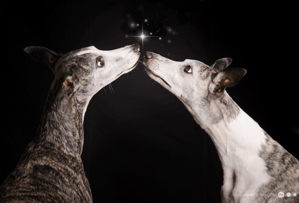 Hundefotografie, Weihnachts Hunde Shooting, Tierfotograf, Studio, Hundefotograf, Hundebild, Wels, Linz, Salzburg, Eferding