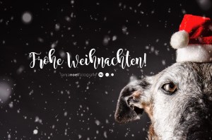 Hundefotografie, Tierfotograf, Studio, Hundefotograf, Hundebild, Wels, Linz, Salzburg