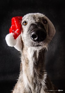 Hundefotografie, Tierfotograf, Studio, Hundefotograf, Hundebild, Wels, Linz, Salzburg