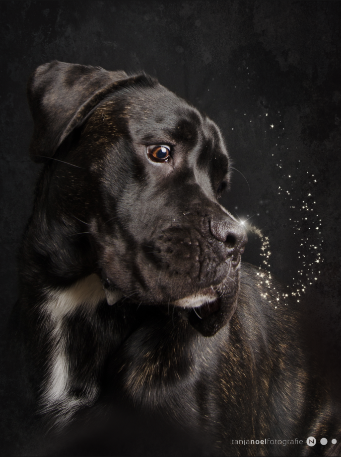 Hundefotografie, Weihnachts Hunde Shooting, Tierfotograf, Studio, Hundefotograf, Hundebild, Wels, Linz, Salzburg, Eferding