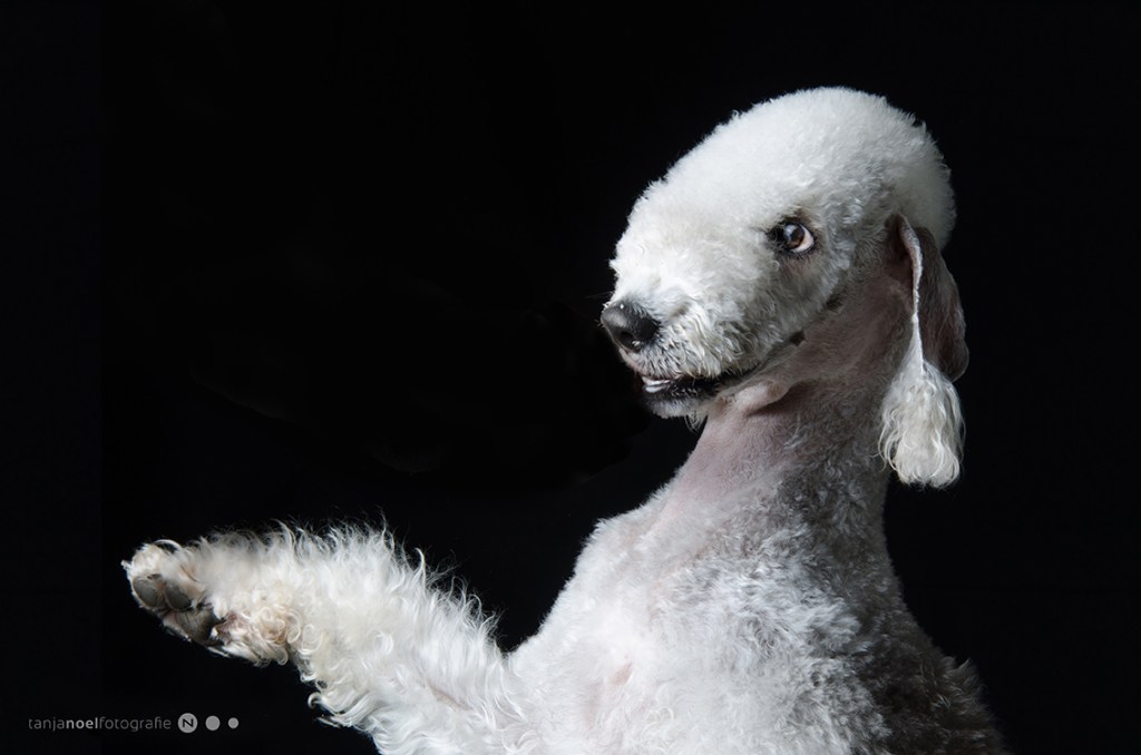 Hundefotografie, Tierfotograf, Studio, Hundefotograf, Hundebild, Wels, Linz, Salzburg