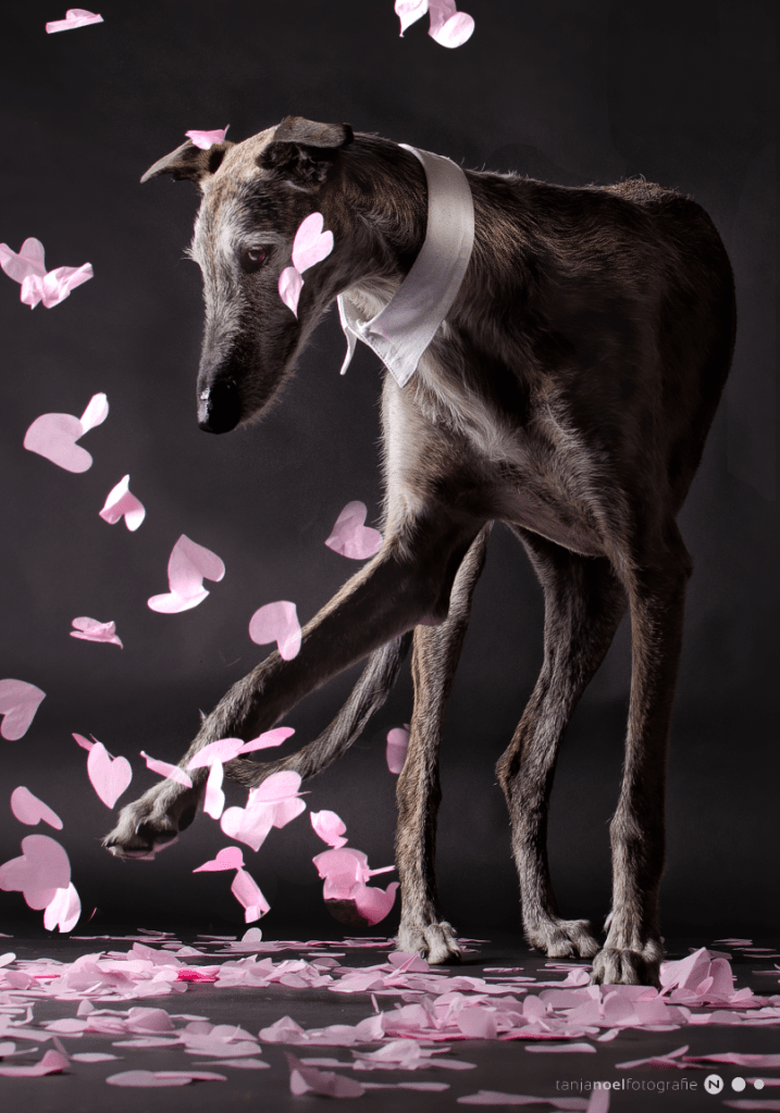 Hundefotografie, Tierfotograf, Studio, Hundefotograf, Hundebild, Wels, Linz, Salzburg