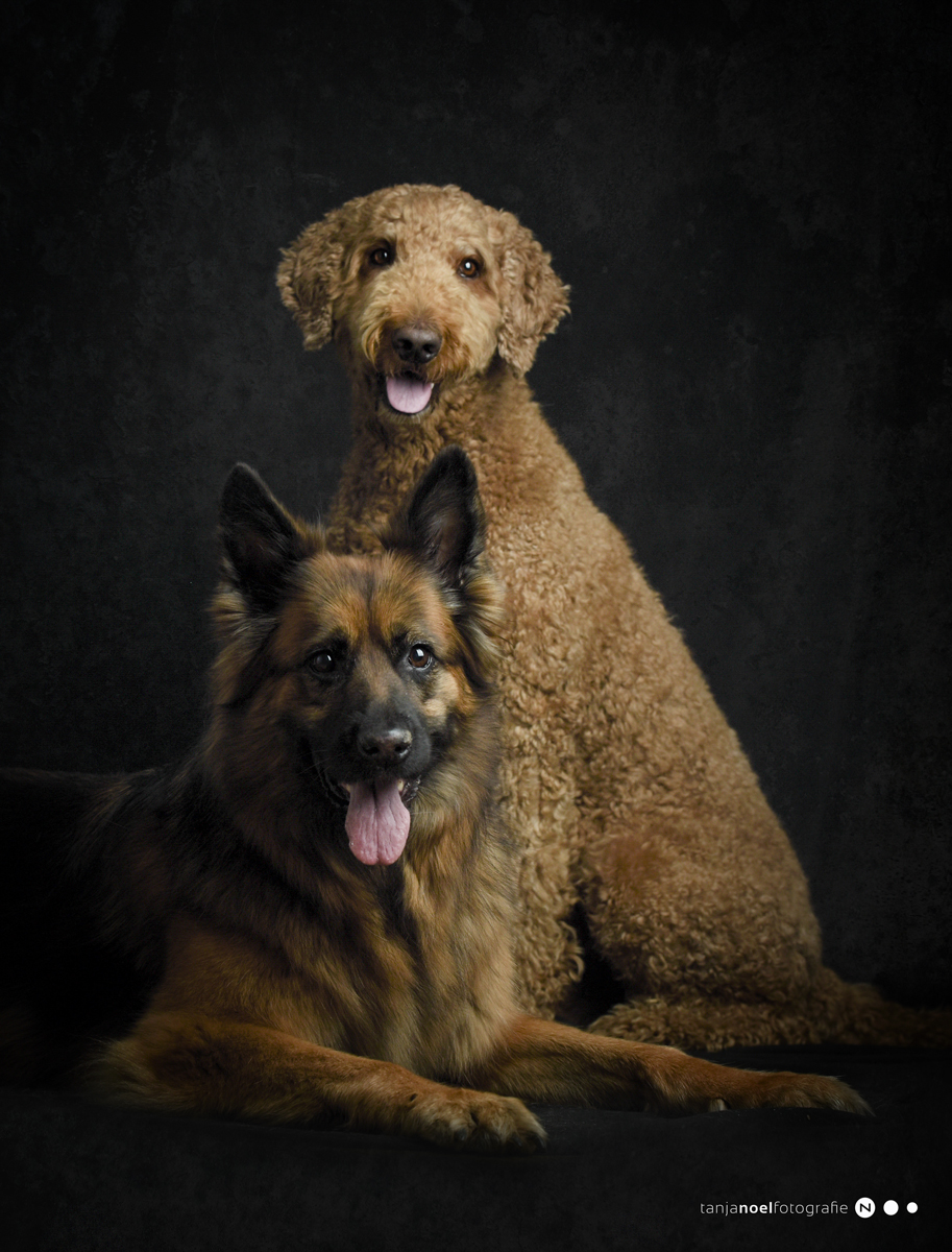 Hundefotografie, Tierfotograf, Studio, Hundefotograf, Hundebild, Wels, Linz, Salzburg