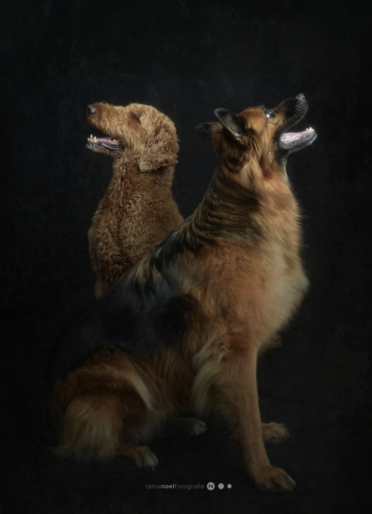 Hundefotografie, Tierfotograf, Studio, Hundefotograf, Hundebild, Wels, Linz, Salzburg
