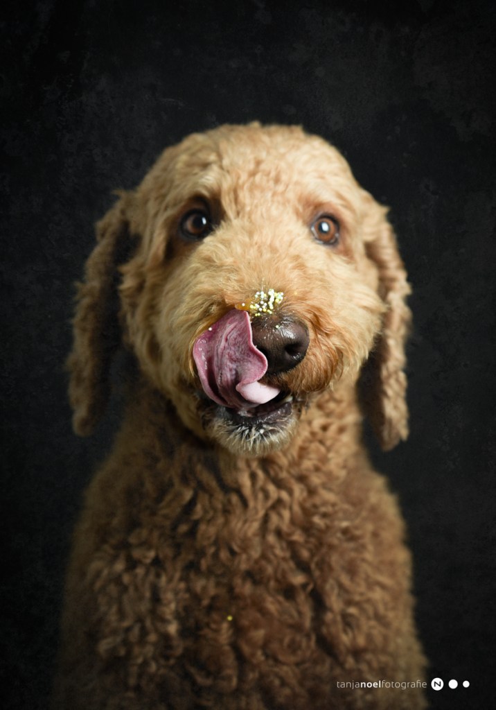 Hundefotografie, Tierfotograf, Studio, Hundefotograf, Hundebild, Wels, Linz, Salzburg