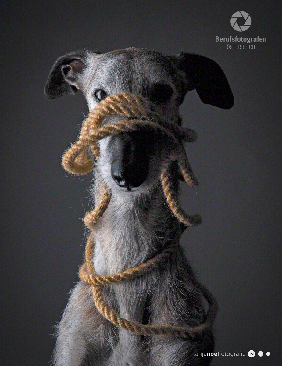 HUNDE FOTOGRAF, Hochzeitsfotograf, TIERFOTOGRAFIE, HUNDE SHOOTING, Tanja Noel Fotografie