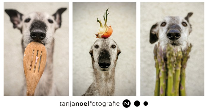 HUNDE FOTOGRAF, Hochzeitsfotograf, TIERFOTOGRAFIE, HUNDE SHOOTING, Tanja Noel Fotografie