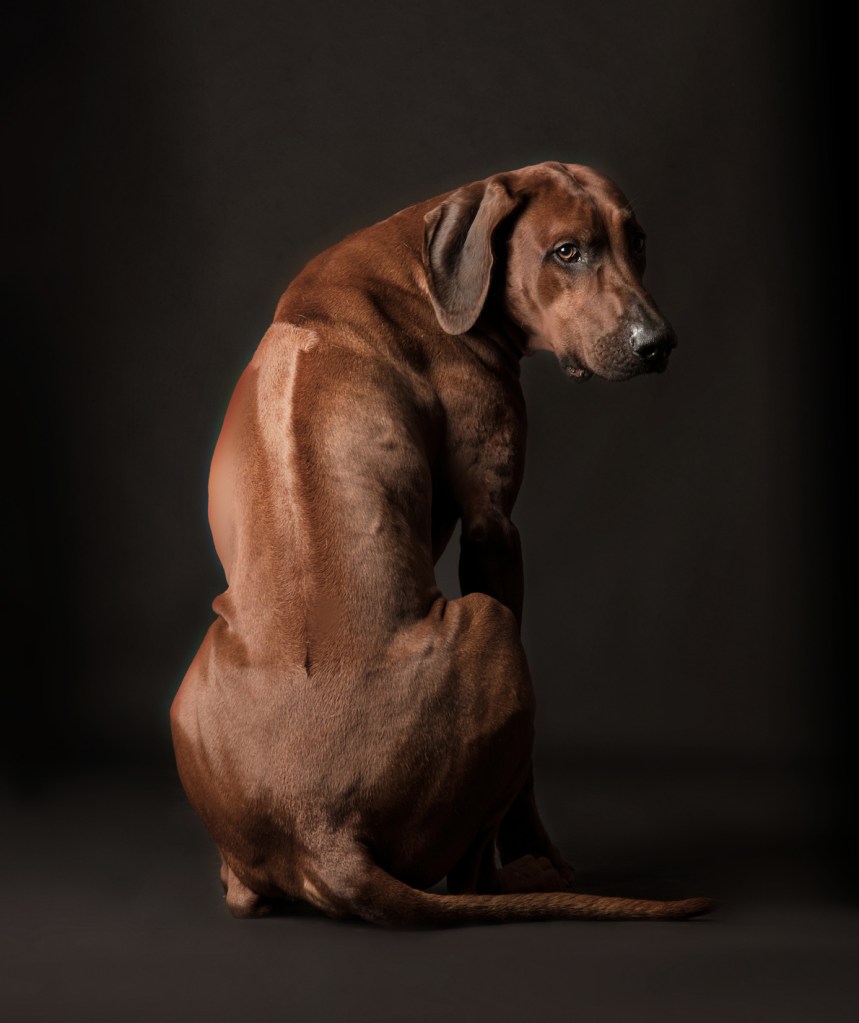 Hundefotografie, Tier Shooting, Hunde Fotograf, Wels. Linz, Wien