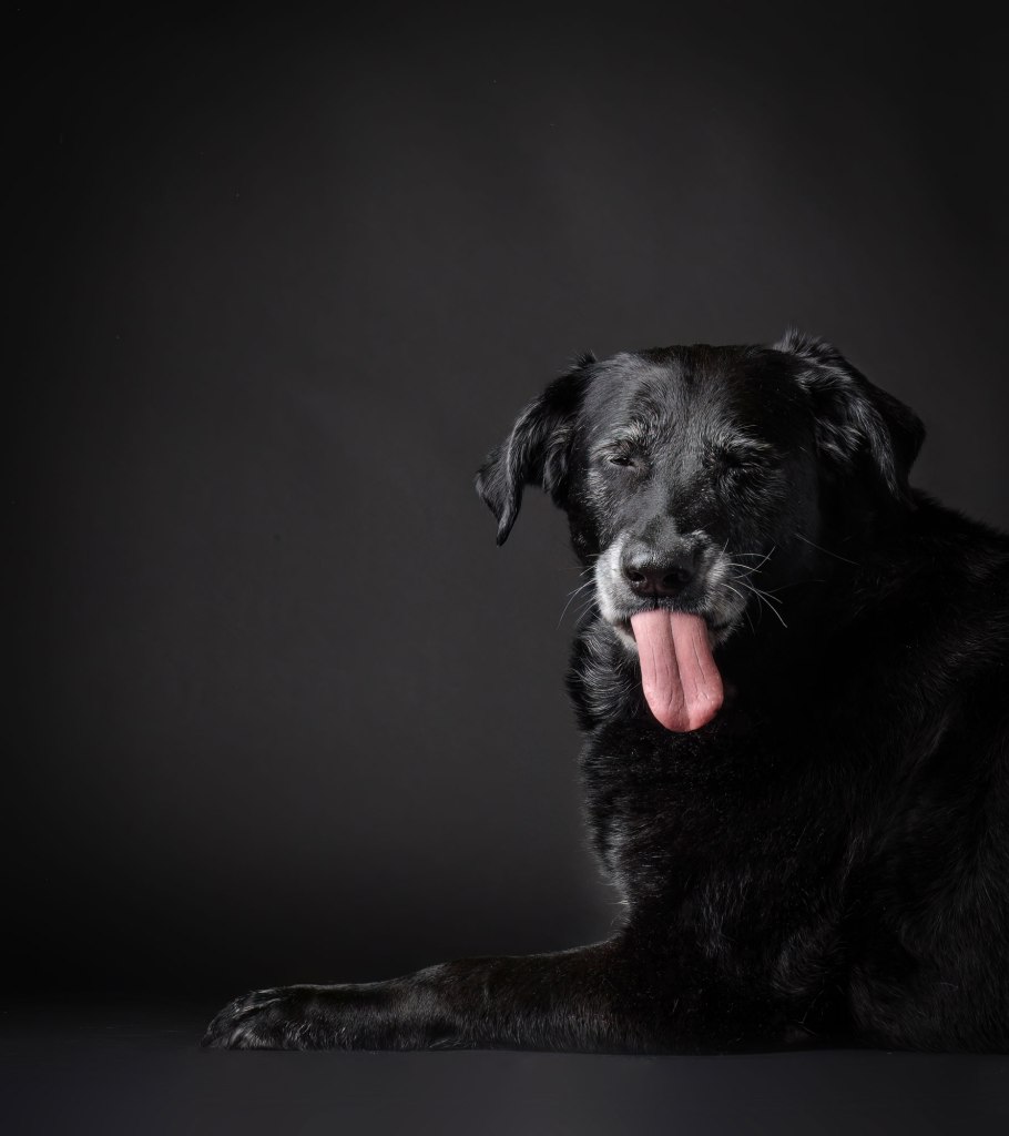 Hundefotografie, Tier Shooting, Hunde Fotograf, Wels. Linz, Wien, Eferding