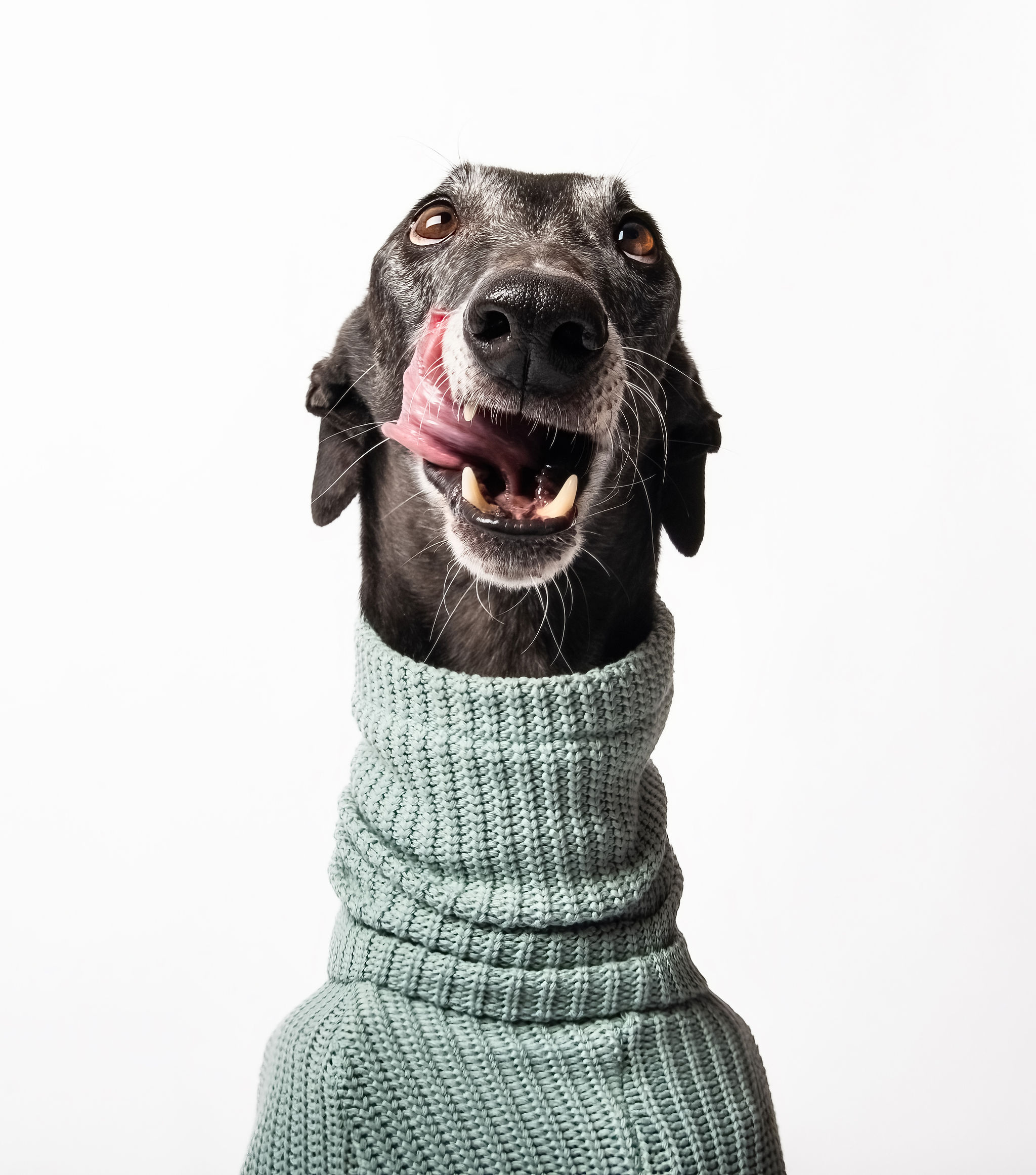 Hundeshooting, Hund, Werbefotografie, Tierfotograf, Businesshooting, Tanja Noel, Fotograf, International, Wels, Linz, Wien, Salzburg